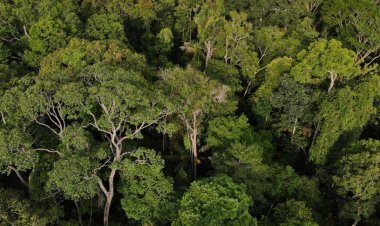 Colombia's President confirms the news of missing children found after plane crash in Amazon jungle