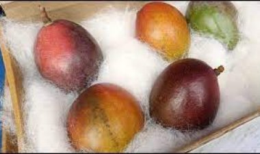 This is the world's most expensive mango, the price is so much that a new car can come home!