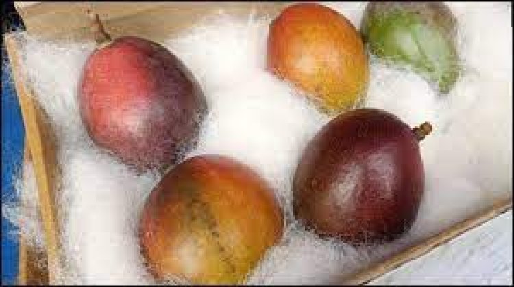 This is the world's most expensive mango, the price is so much that a new car can come home!