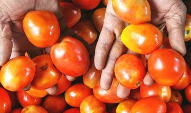 Tomatoes will be available at Rs 90 per kg in Delhi-Noida from today, know where to buy, when will relief be available in Jaipur-Lucknow