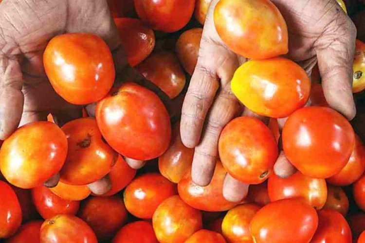 Tomatoes will be available at Rs 90 per kg in Delhi-Noida from today, know where to buy, when will relief be available in Jaipur-Lucknow