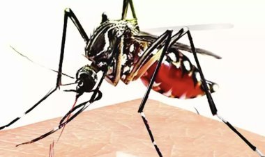 Dengue outbreak increased in Dehradun, more than 1100 cases confirmed, Health Department issued guidelines