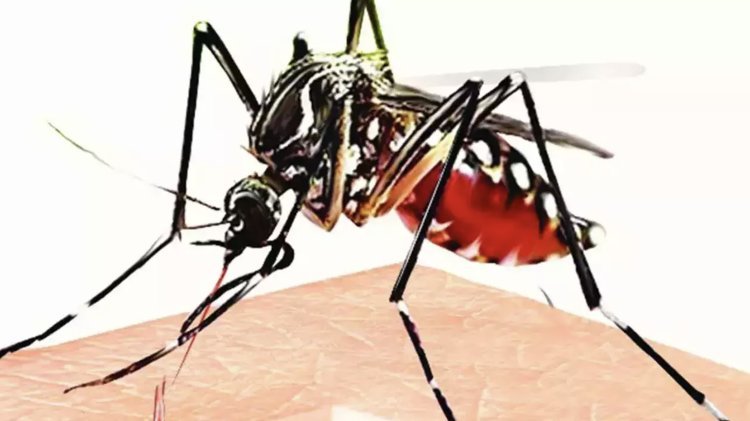 Dengue outbreak increased in Dehradun, more than 1100 cases confirmed, Health Department issued guidelines