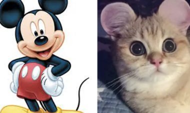 Competition in China to make pets' ears like Mickey Mouse, demand for plastic surgery increased