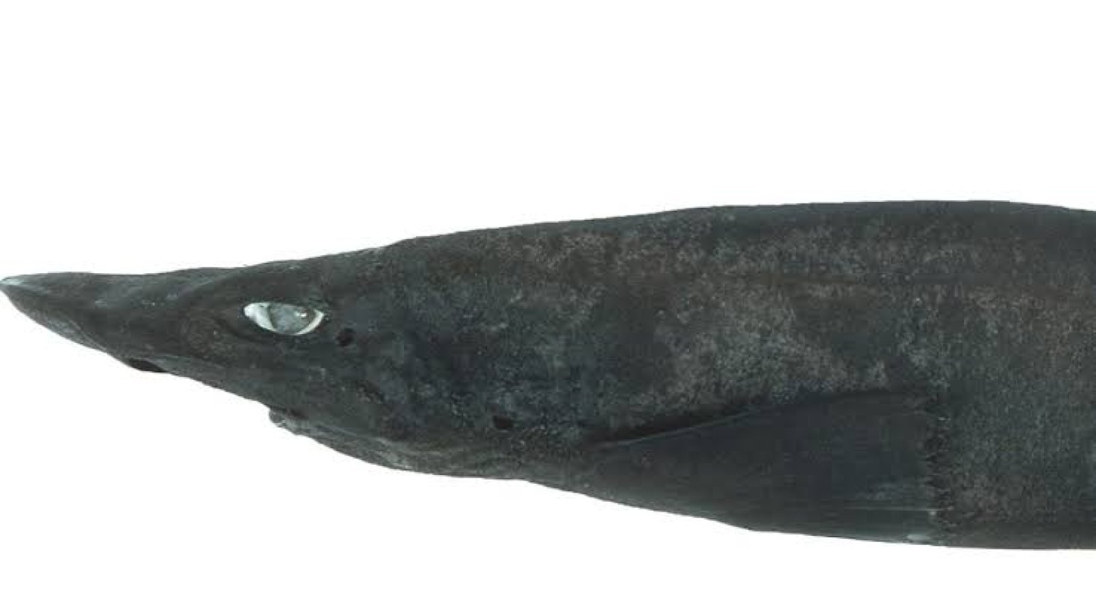 Scientists in Australia discover new deepwater shark species with unique eyes, egg cases