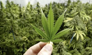 Due to the German government's strictness on cannabis, even after it is legalised, purchasing and selling will be challenging