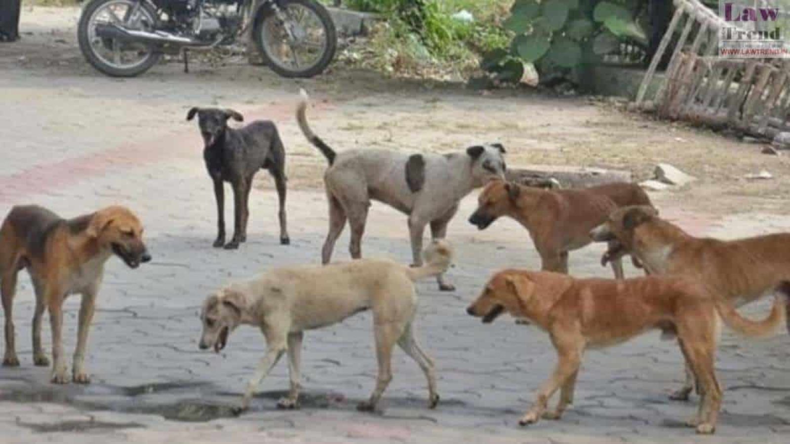 'Human lives should be given priority over dogs', Kerala High Court commented on the menace of stray dogs