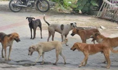 'Human lives should be given priority over dogs', Kerala High Court commented on the menace of stray dogs