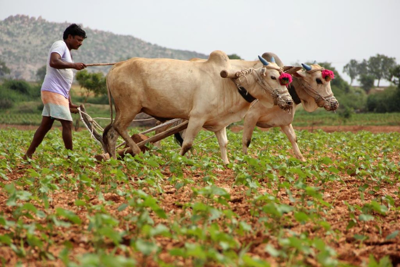Agriculture Ministry's indication: No worries about gram production; Procurement started from farmers on MSP