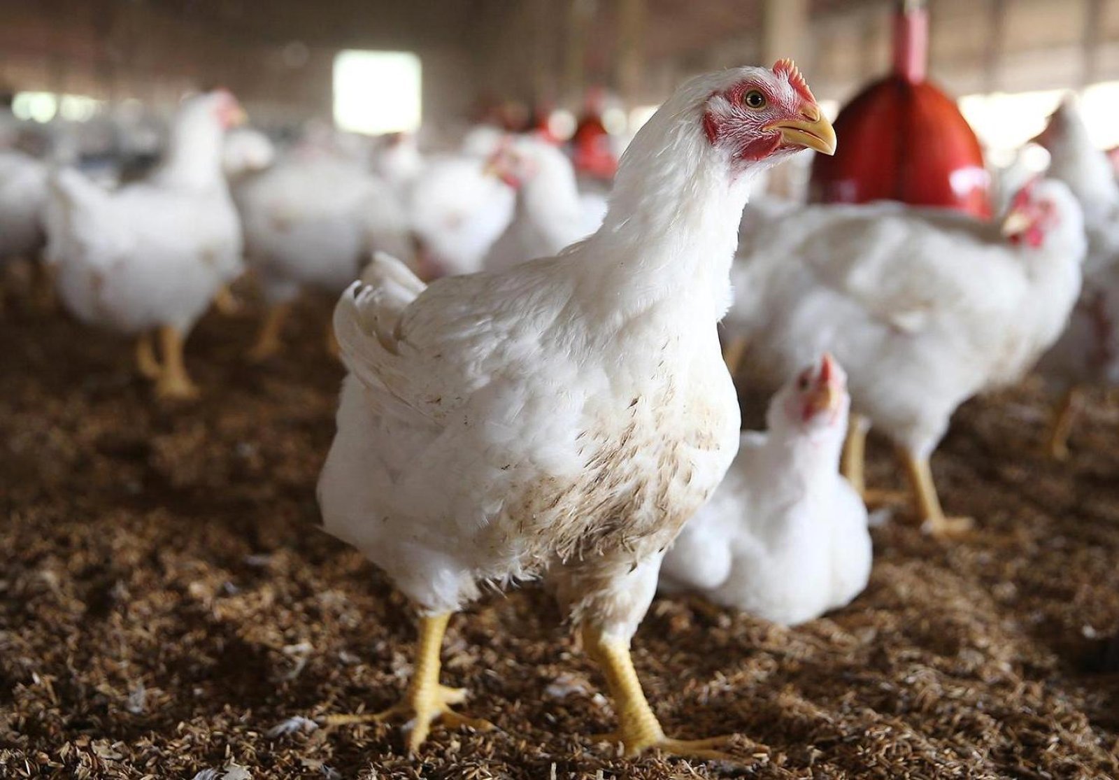 Alert issued for bird flu in four states; patients' birds and chickens should be closely observed