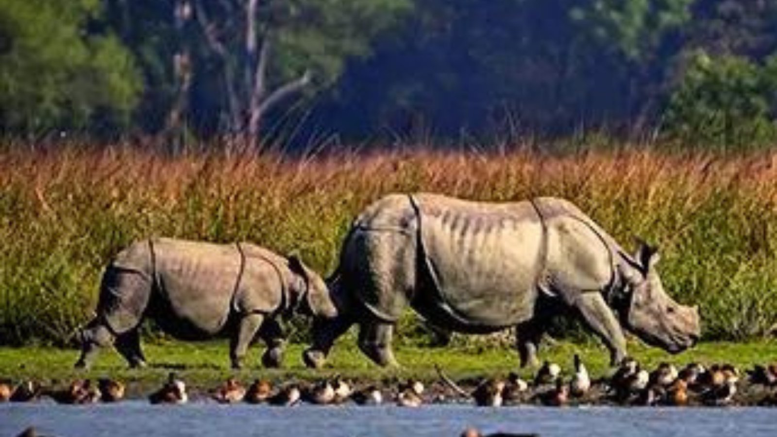 Rhino population increased rapidly in Assam, five-fold increase in six decades; 86% decline in poaching